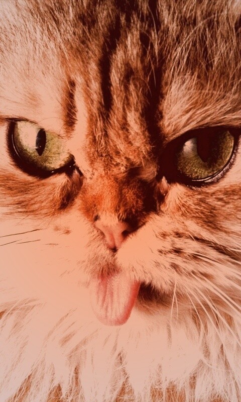 Рыжий задира обои