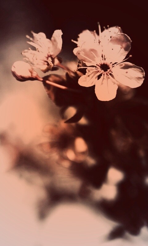 Цветок вишни обои