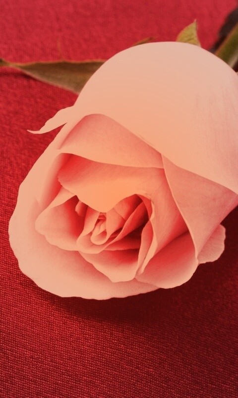 Розовая роза обои