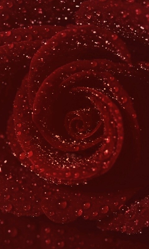 Красная роза обои