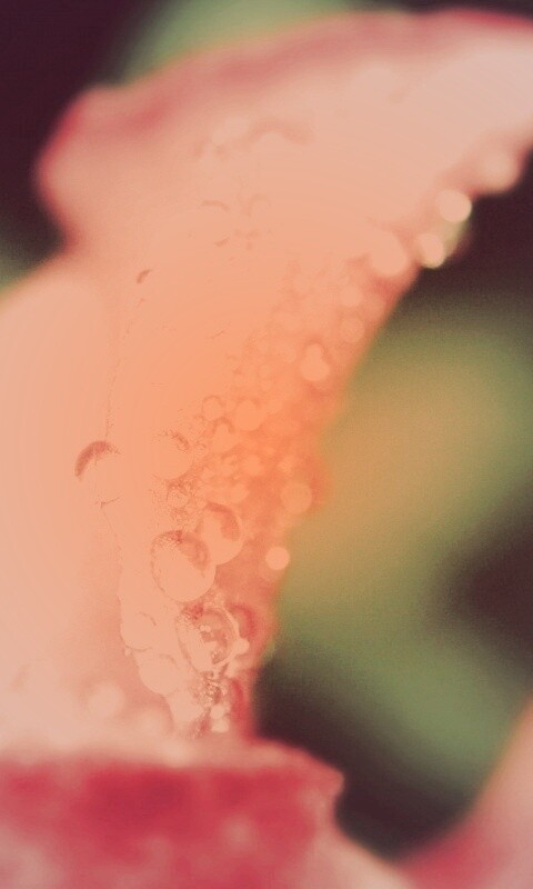 Капли росы на лепестке обои