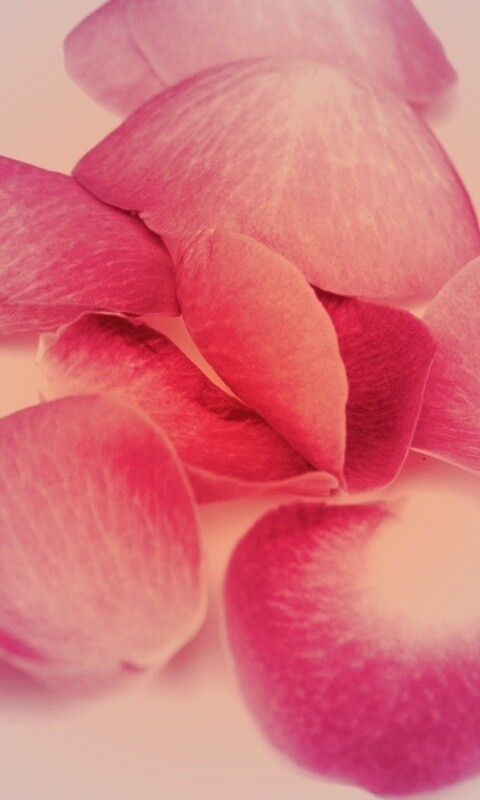 Лепестки розы обои