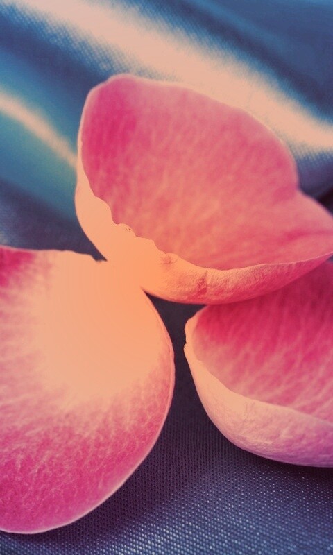 Лепестки розы на голубой ткани обои