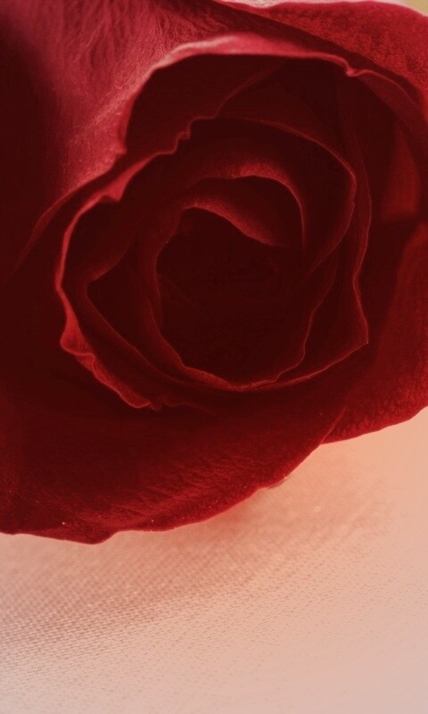 Красная роза обои