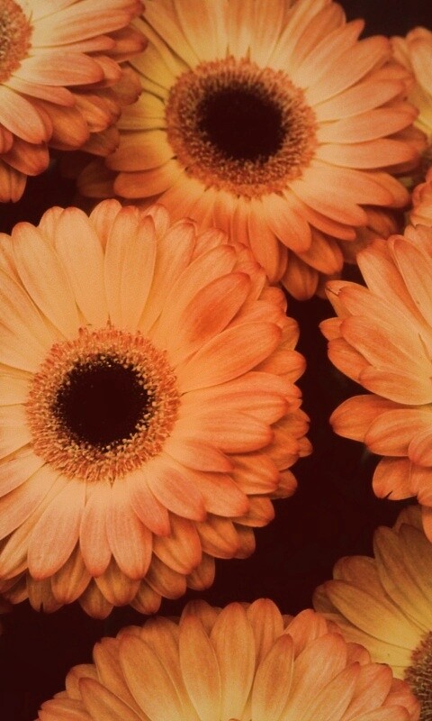 Желтые герберы обои