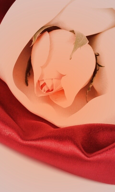 Нераспустившийся цветок розы в шелке обои