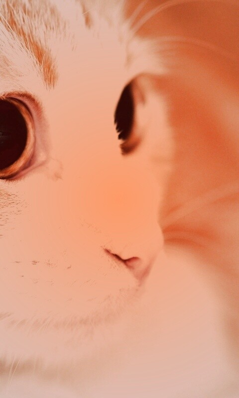 Кот с большими глазами обои