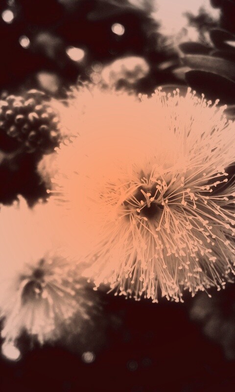 Сказочный цветок обои