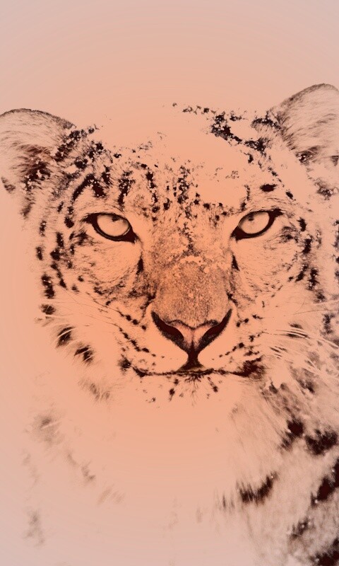 Снежный леопард обои