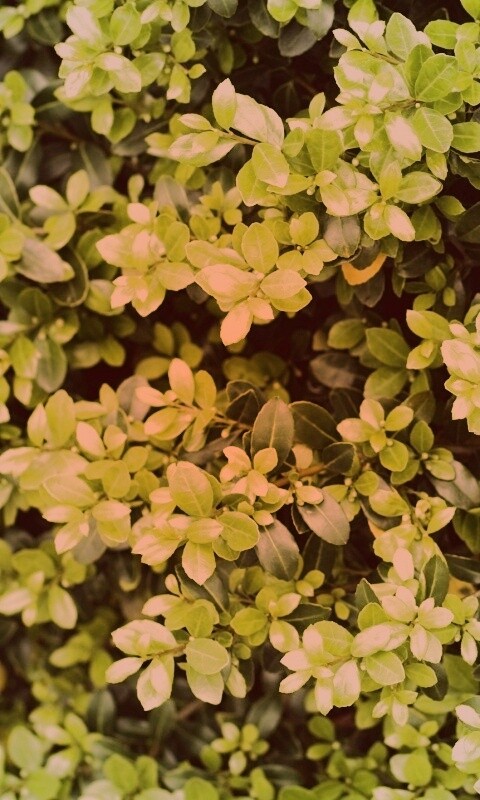 Густая листва обои