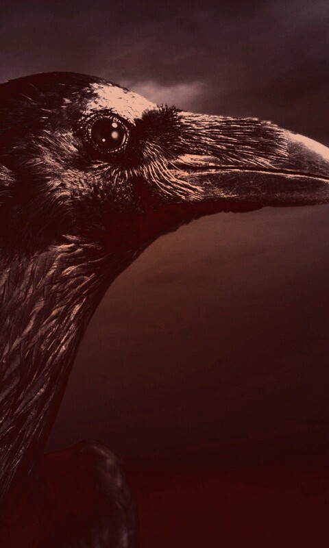 Ворон — гордая птица обои