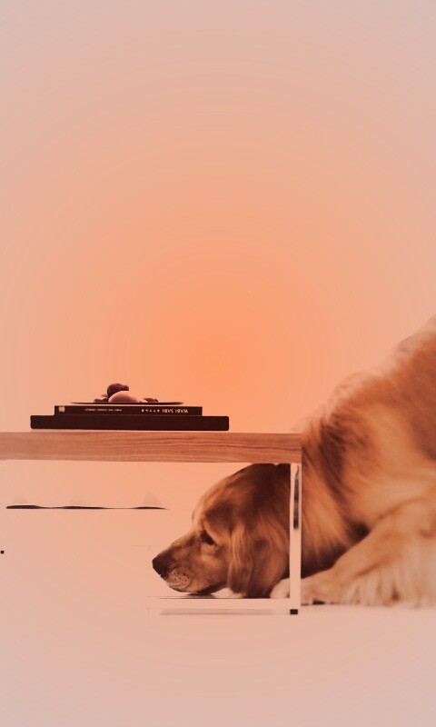 Большая собака под маленький столик обои