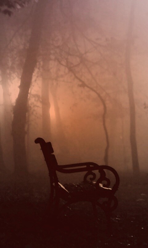 Темный лес обои