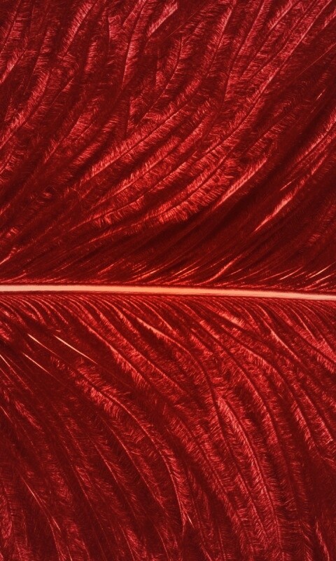 Перо попугая обои