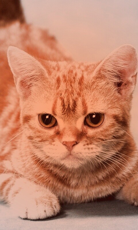 Котенок обои