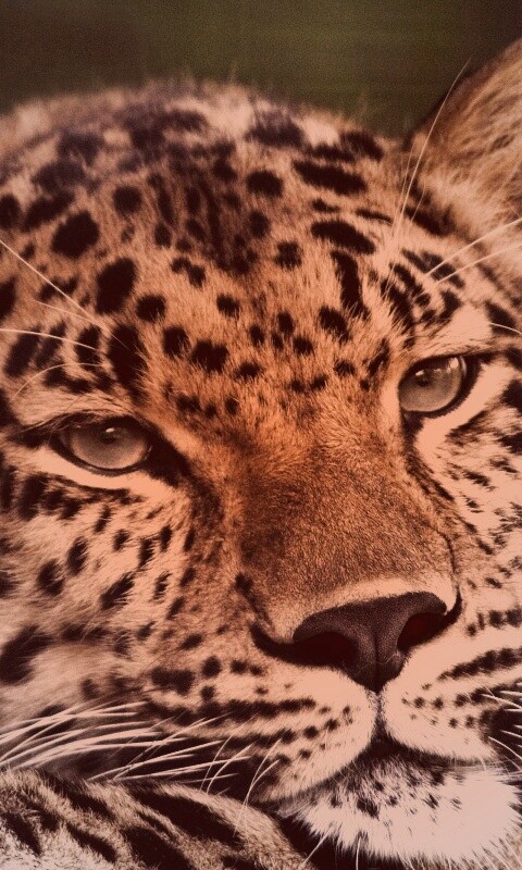 Злопасный ягуляр обои