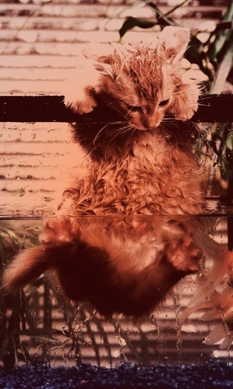 Мокрая киска обои