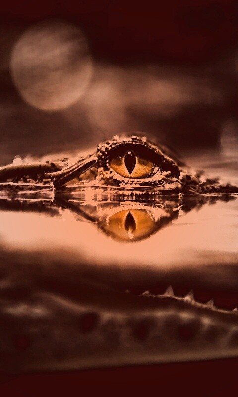 Глаз крокодила обои