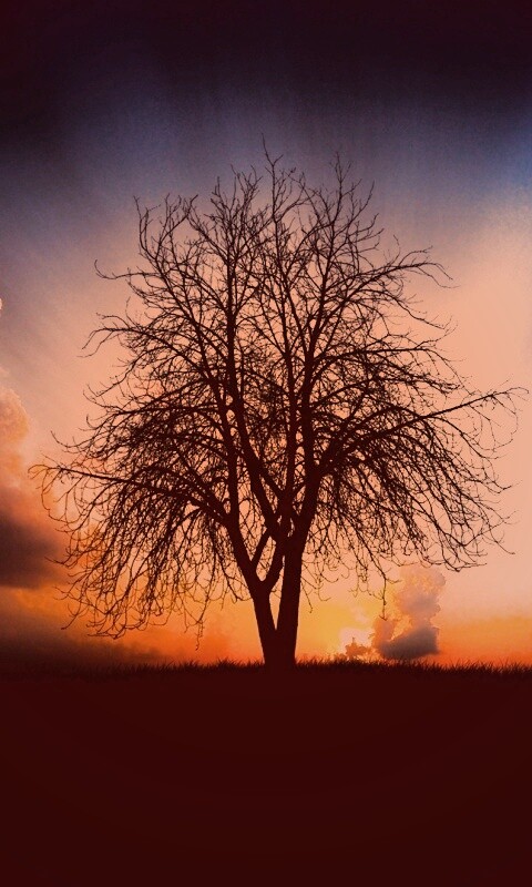 Дерево на закате обои