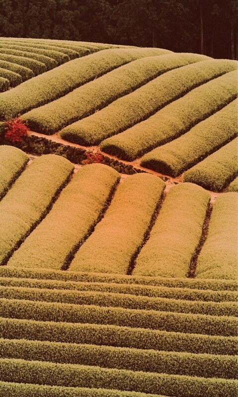 Красивые гряды обои