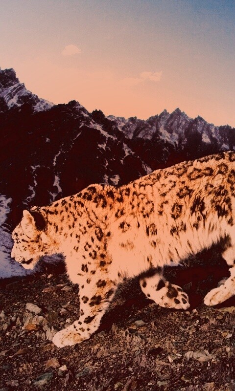 Леопард обои