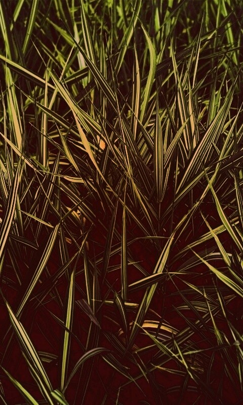 Дикая трава обои