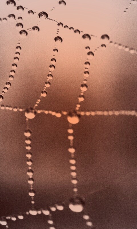 Капли на паутине обои