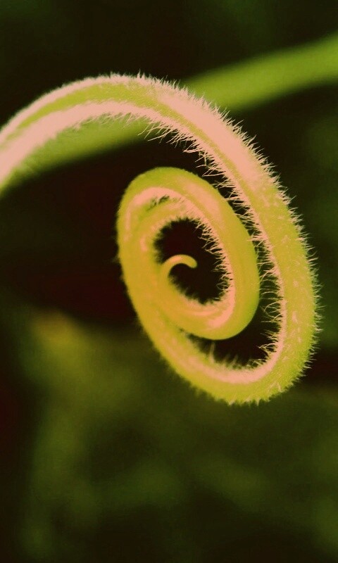 Завитушка растения обои