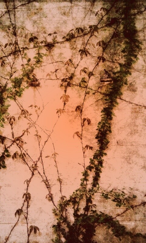 Растение на стене обои