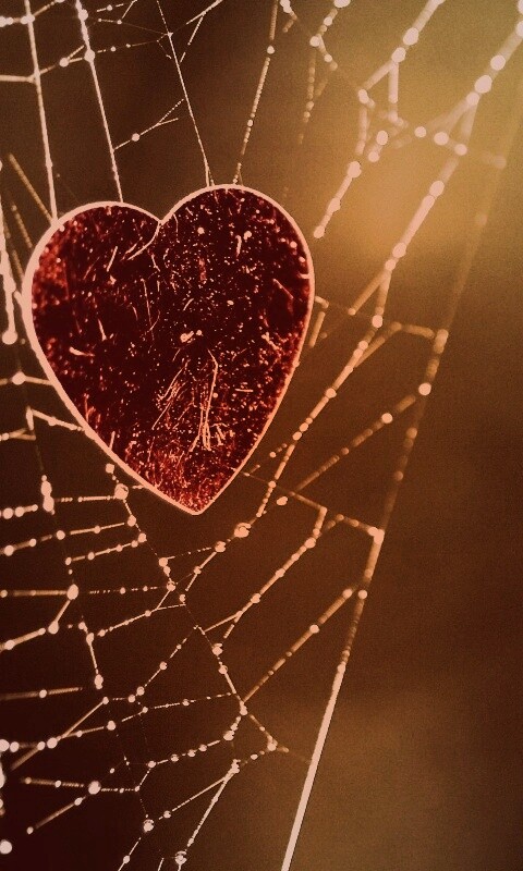 Запутавшаяся любовь.. обои