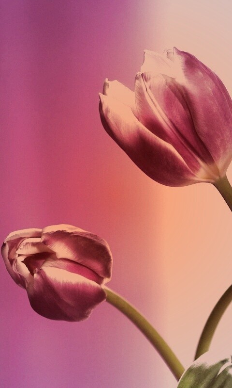 Сиреневые цветы обои