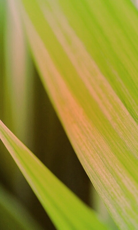 Идеальный кусочек зелени обои