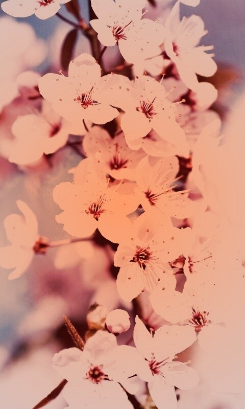 Цветение вишни обои