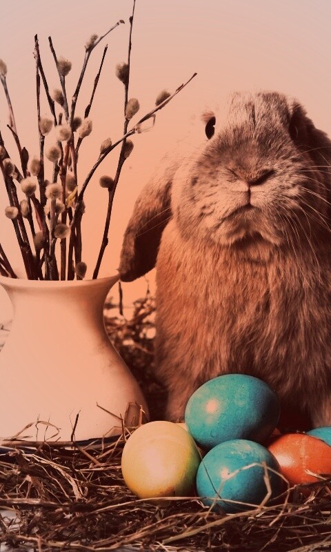 Пасхальный кролик обои