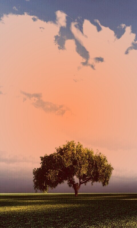 Одинокое дерево обои