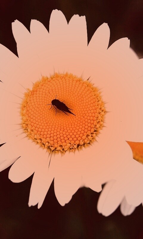 Ромашки обои