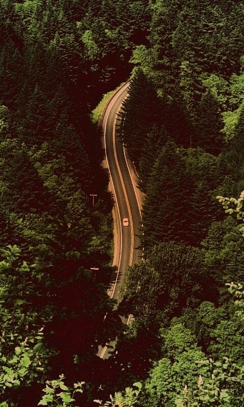 Лесная трасса обои