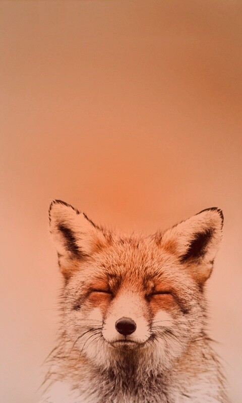 ^_^ Fox обои
