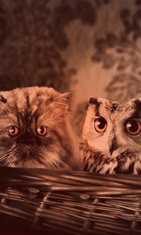 Чужой среди своих обои