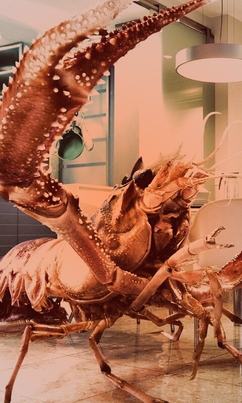 Гигантская креветка обои