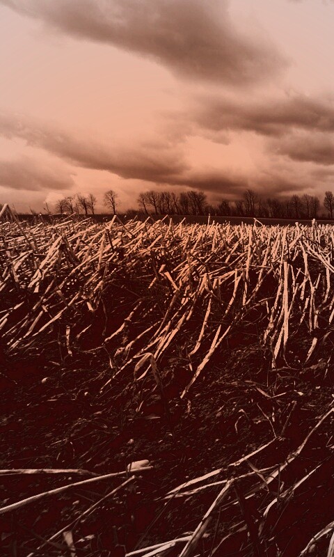 Убранное поле обои