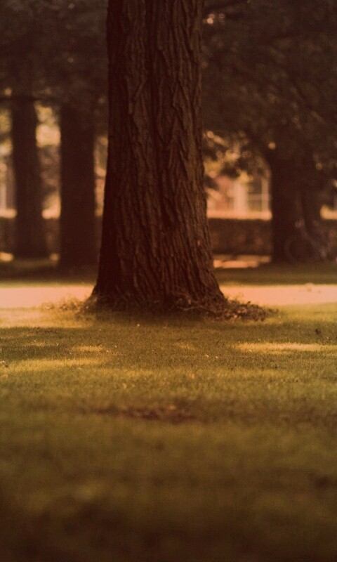 Ствол дерева обои