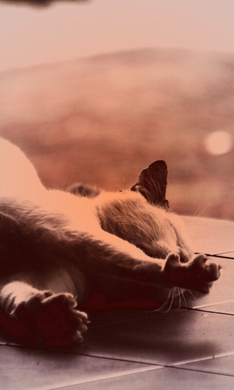 Потягивающаяся кошка обои