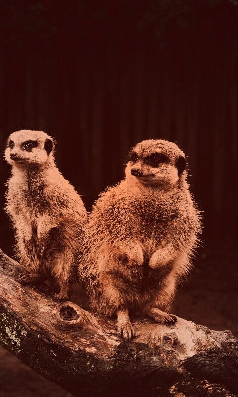 В дозоре обои