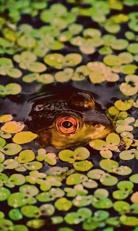 Маленькая лягушка обои