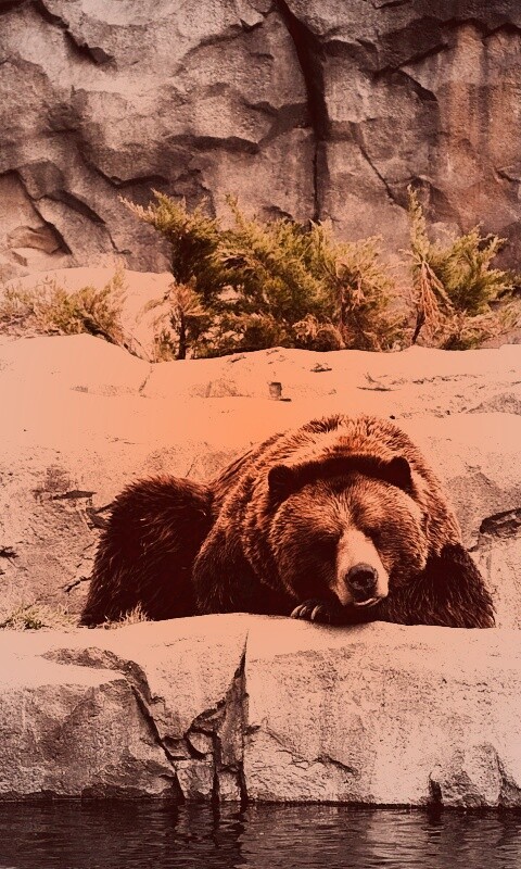 Медведь обои