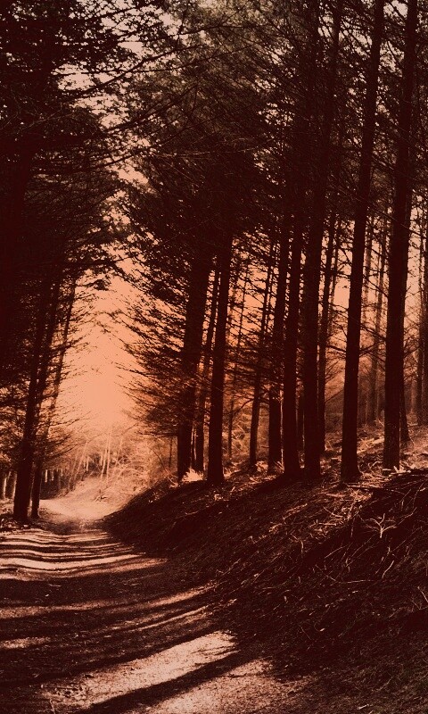Лесная дорога обои