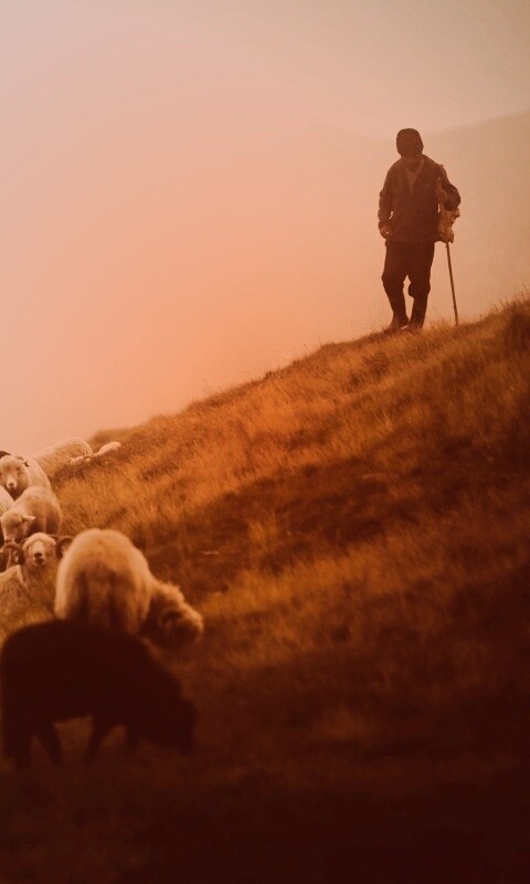 Пастух и стадо обои