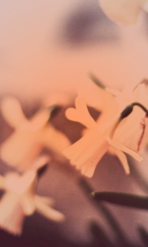 Нарциссы обои