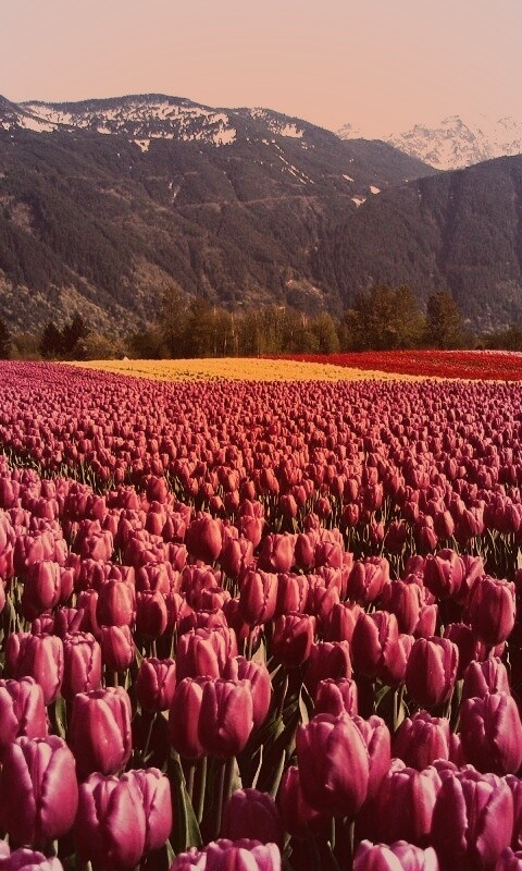Поле тюльпанов обои